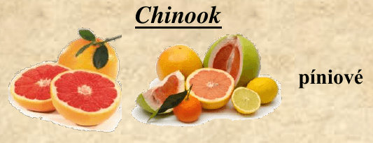 Chmel Chinook