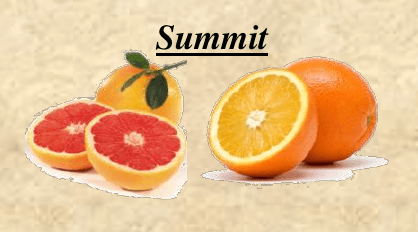 Chmel Summit